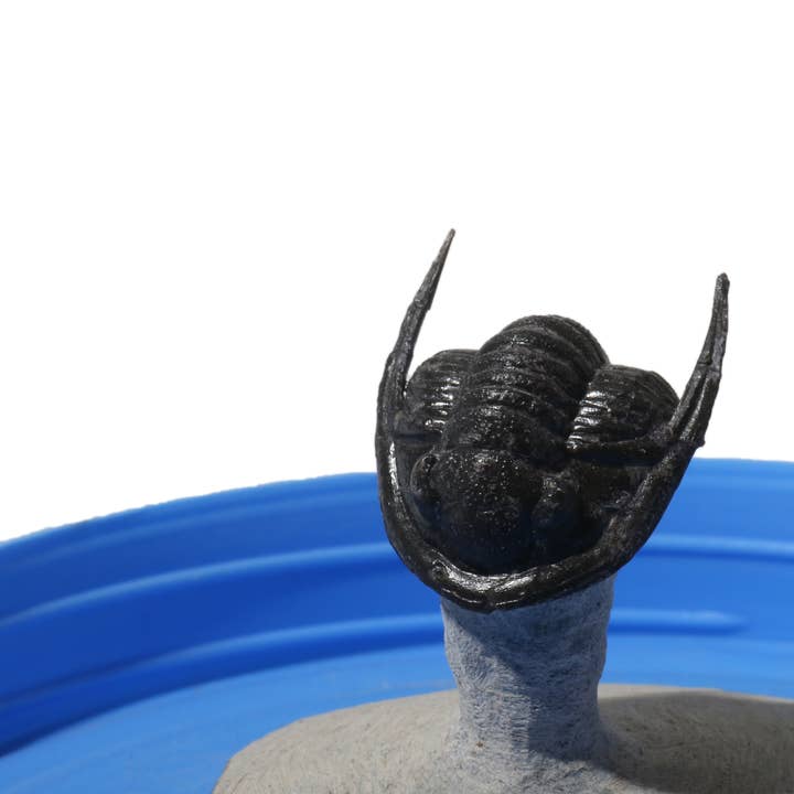 Fossile di Trilobite su Supporto di Pietra - U#02 - 1" per la vendita all'ingrosso da parte di Stonebridge Imports