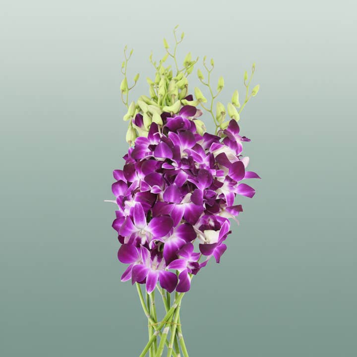 Purple Orchid Dendro Galaxy for wholesale on Faire