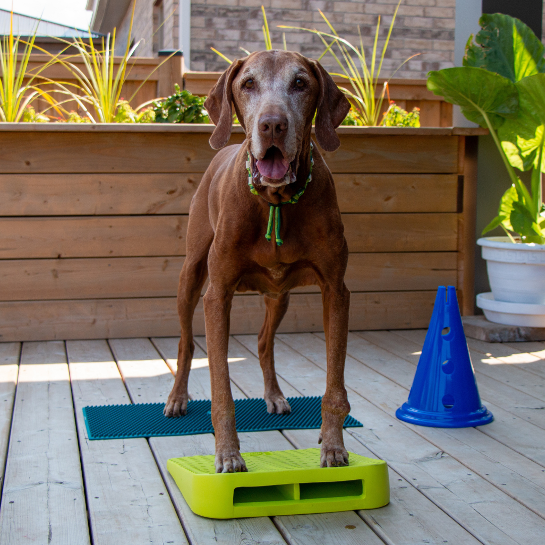 FitPAWS - Wholesale Pet Toy - Dog - FitPaws Balance Ramp2