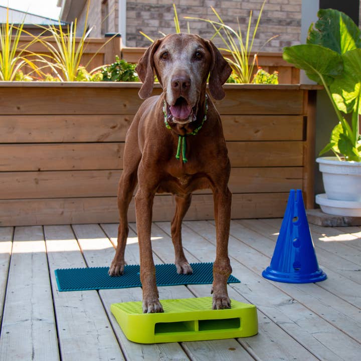 FitPAWS - Wholesale Pet Toy - Dog - FitPaws Balance Ramp2