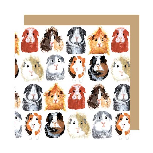 GP05- Meerschweinchen aller Rassen für den Großhandel von IzziRainey