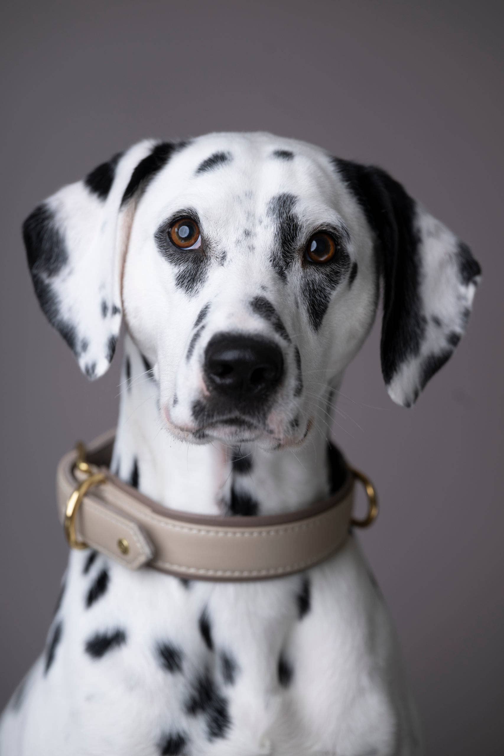 IVORY AMICI Dog Collar for wholesale on Faire3