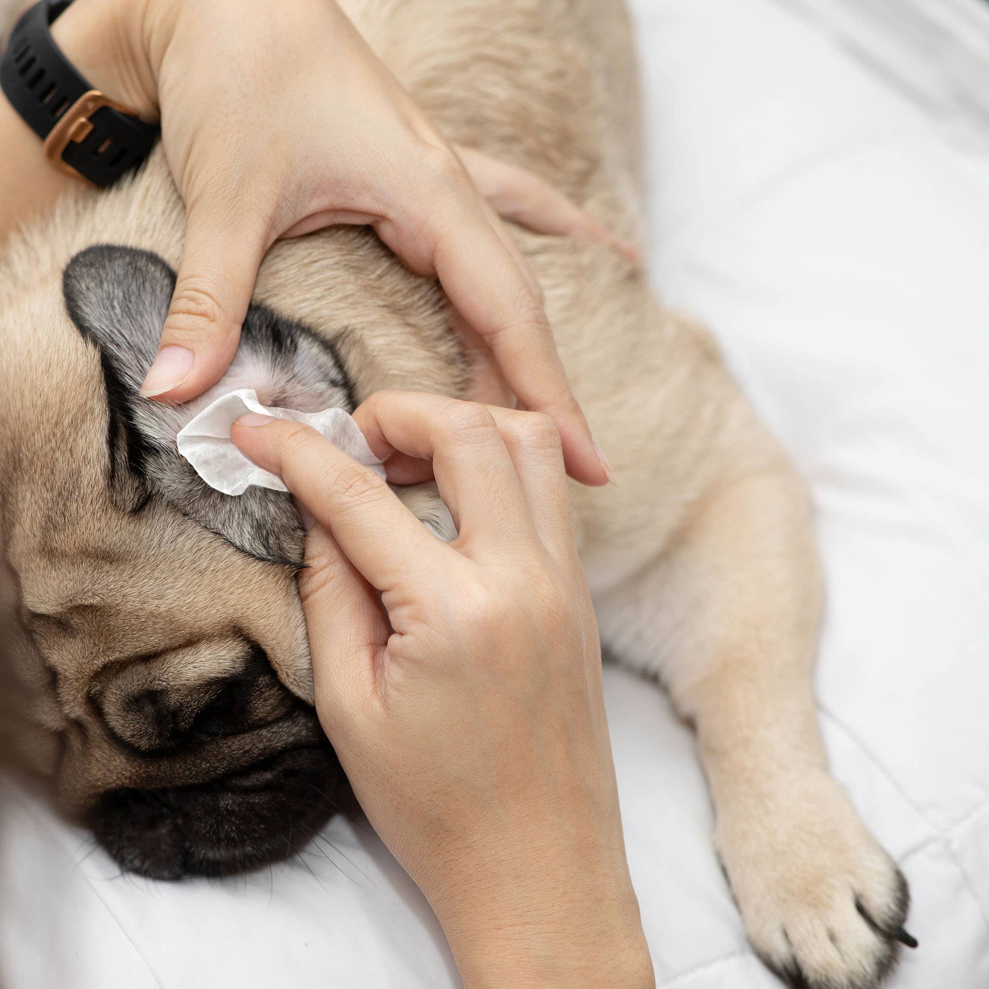 Eye Envy - Wholesale Pet Grooming Aid - Dog - Fresh Ear Cleaning Wipes for Dogs - 60 Count3