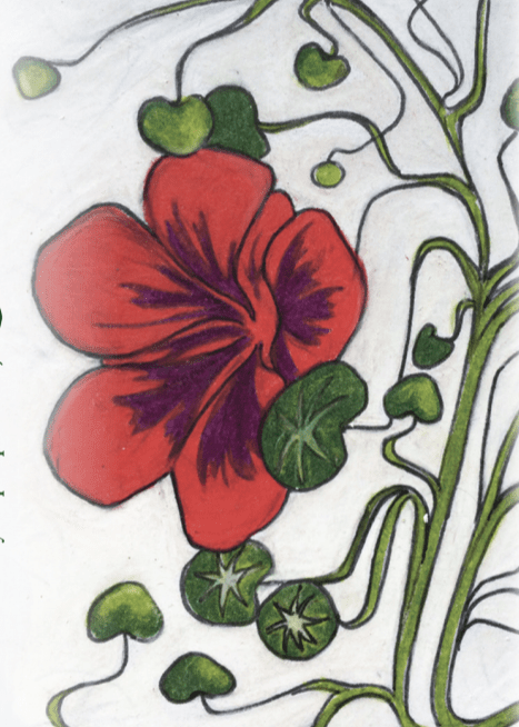 Sow True Seed - Vente Graines de plantes - Graines de capucine - Impératrice des Indes1