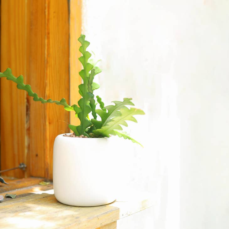 Fishbone cactus, Indoor Plant Delivered
