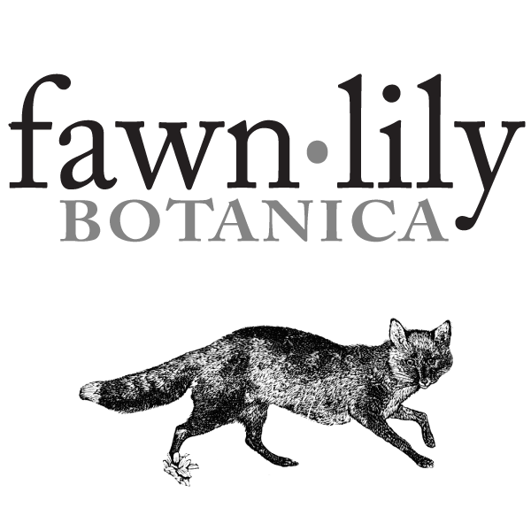 SUSTAINABLE & NATURAL PREMIUM WHOLE LARGE BATH SEA SPONGES – Fawn Lily  Botanica