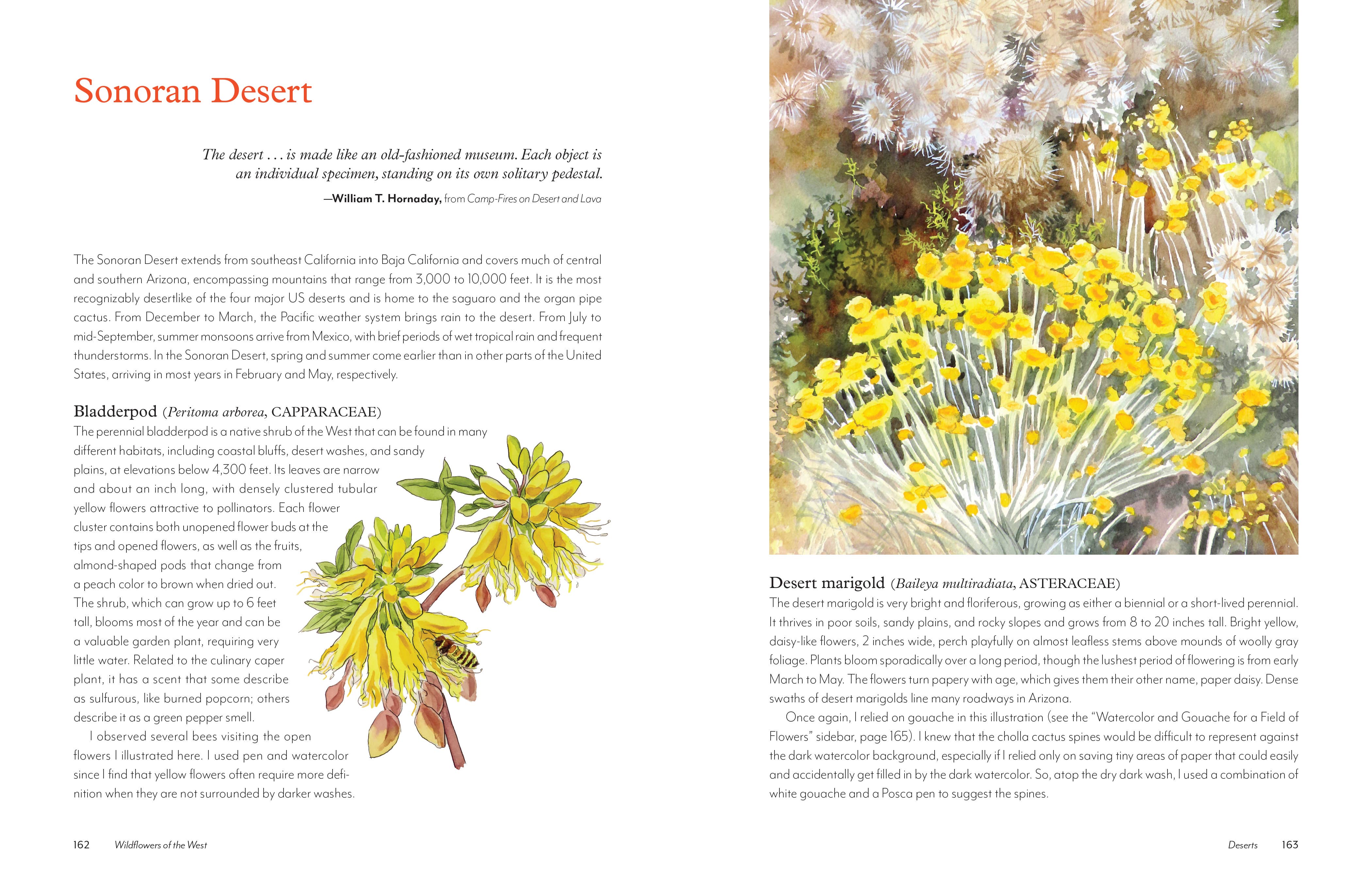 Mountaineers Books - Wholesale Nature & Outdoors - Wildflowers of the West7