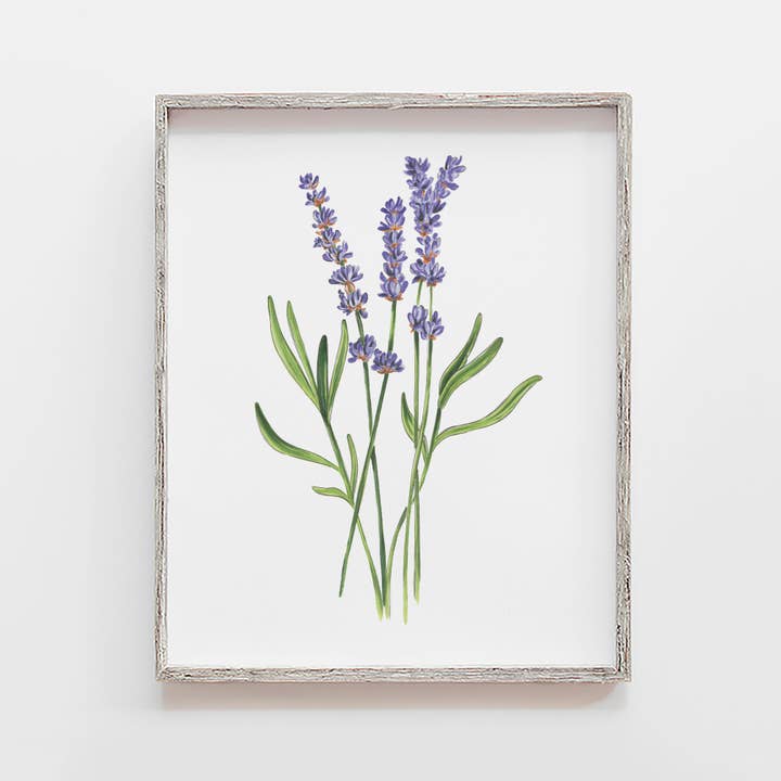 Lavender Herb Art Print for wholesale by JesMarried