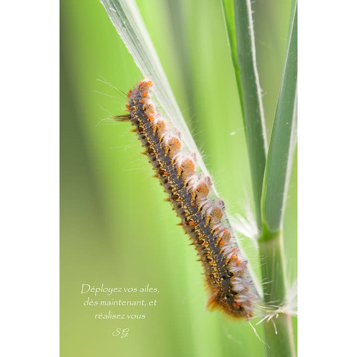 Realizzazione per la vendita all'ingrosso da parte di L'Ecriture D'Un Regard