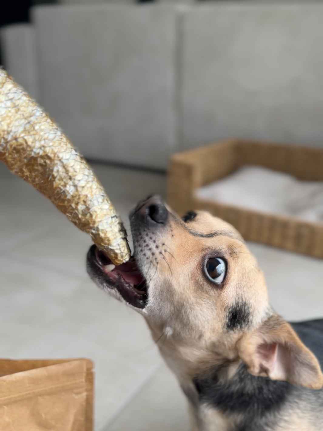 Truffe Délice - Wholesale Pet Treats - Dog - Trout skins with tender flesh2