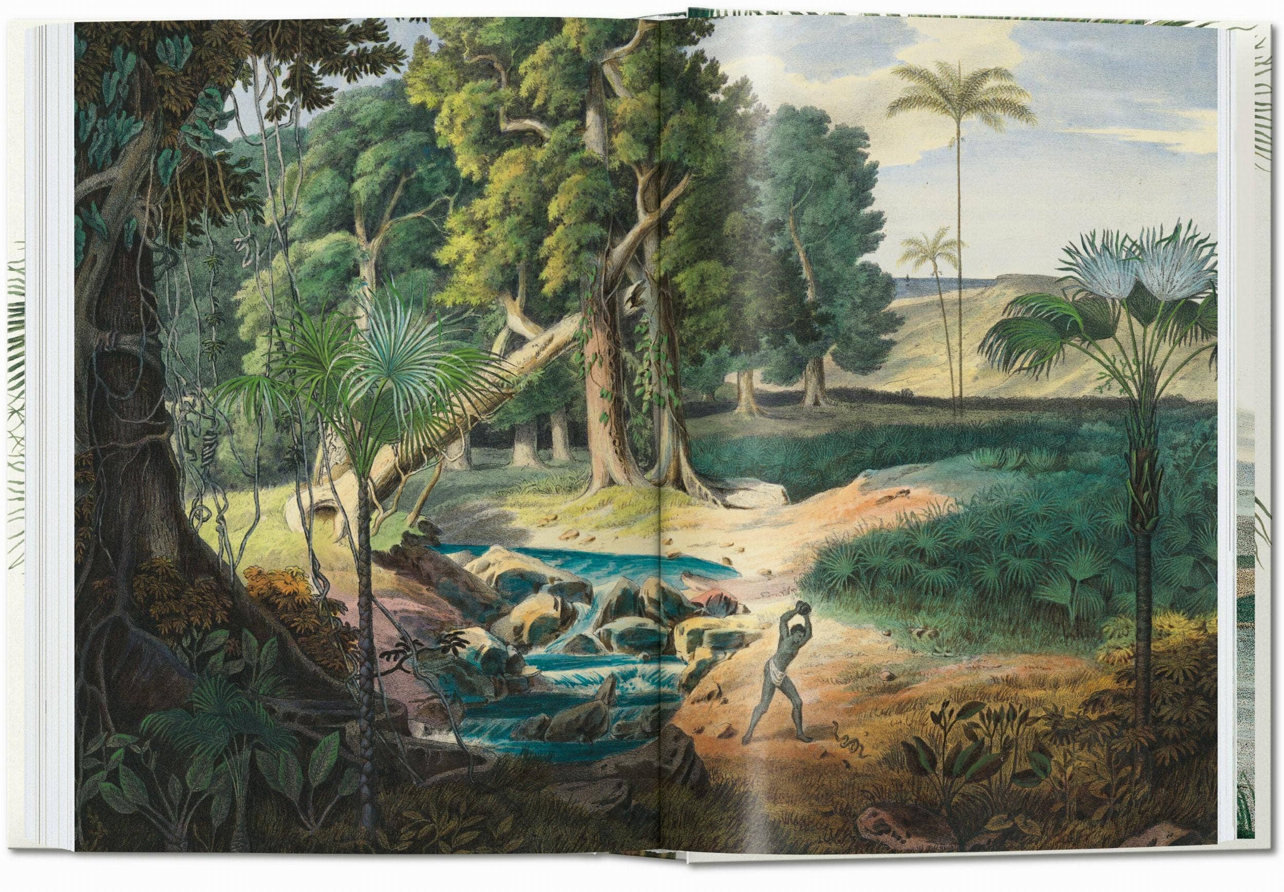 TASCHEN America - Wholesale Nature & Outdoors - Martius. The Book of Palms. 45th Ed. (German, French, English)7