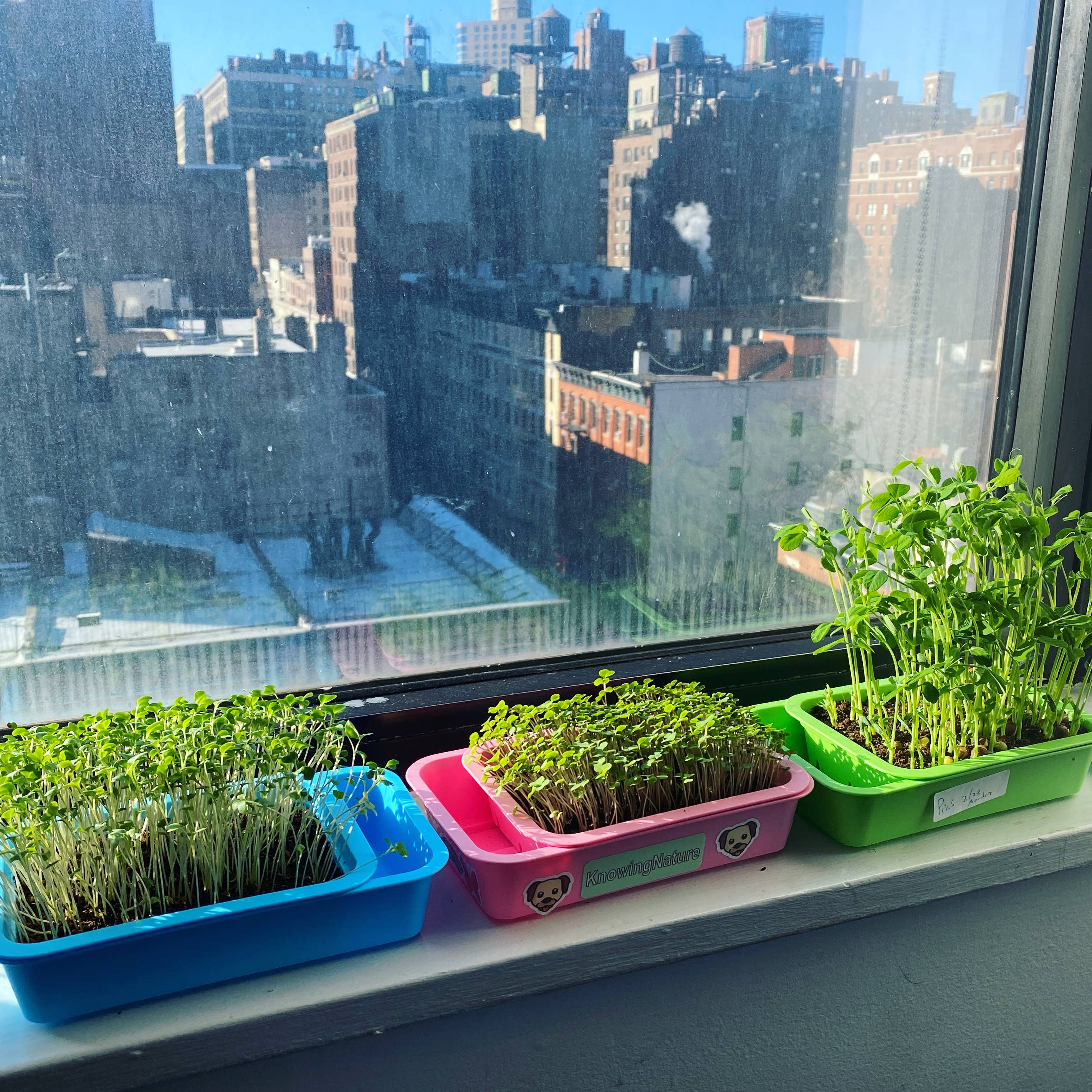 Knowing Nature - Wholesale Planter Box - Indoor Windowsill Microgreens Planters 14