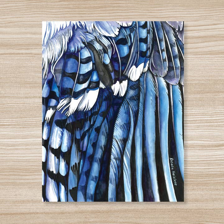 Blue Jay Wing - Watercolor Art Print for wholesale by Rosalie Haizlett Illustration