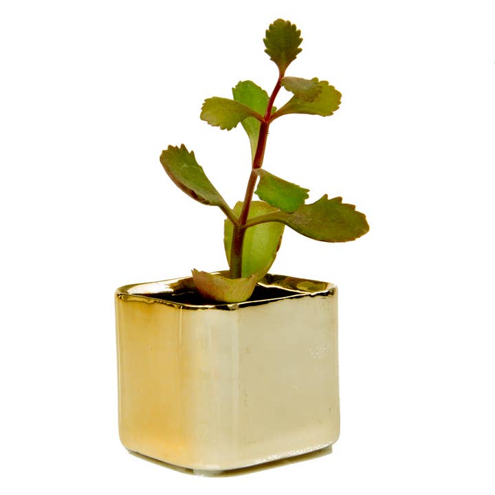 Chive - Wholesale Plant Pot - Svek Succulent Planter For Succulents And Floral Frogs6