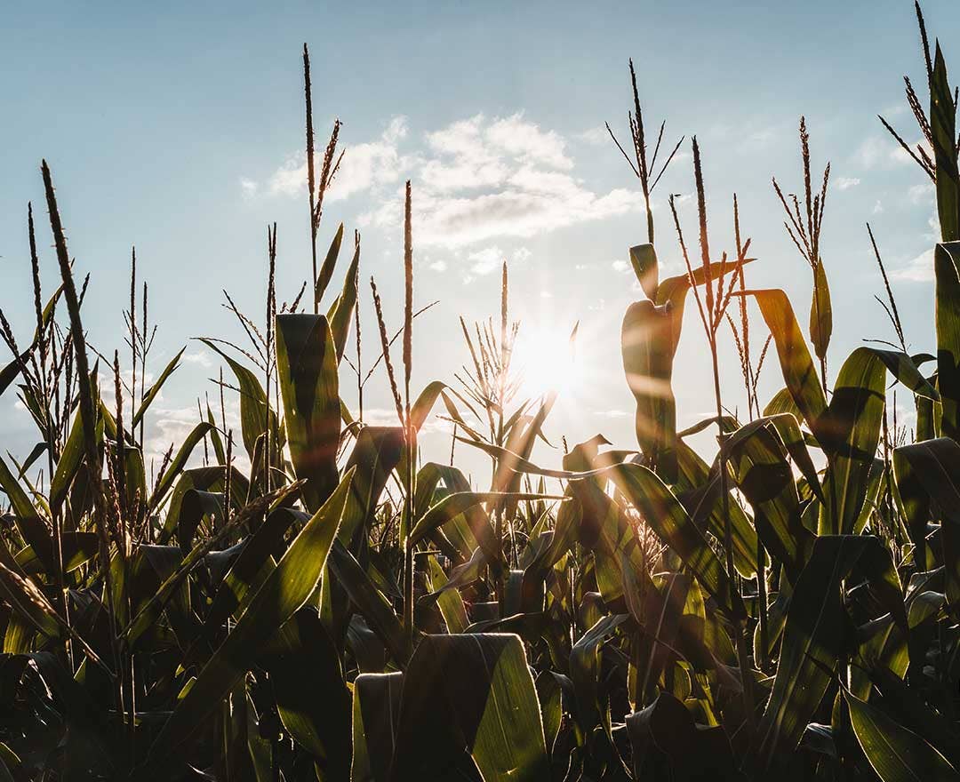 BENVOLIO.BIO by Wizebite S.r.l. SB - Wholesale Sugar/Sweetener - BENVOLIO Organic Erythritol  Zero Calorie Natural Sweetener7