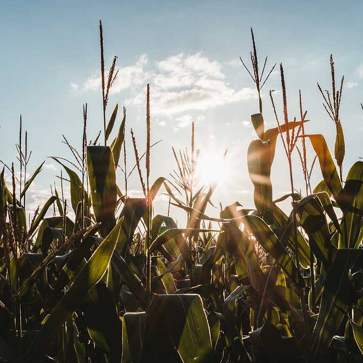 BENVOLIO.BIO by Wizebite S.r.l. SB - Wholesale Sugar/Sweetener - BENVOLIO Organic Erythritol Zero Calorie Natural Sweetener7