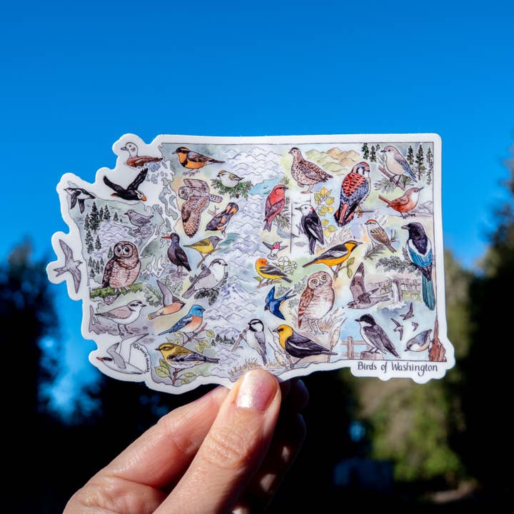 Laurel Mundy Illustration - Wholesale Sticker - Birds of Washington 5.25"X3.5" Large Vinyl Sticker2
