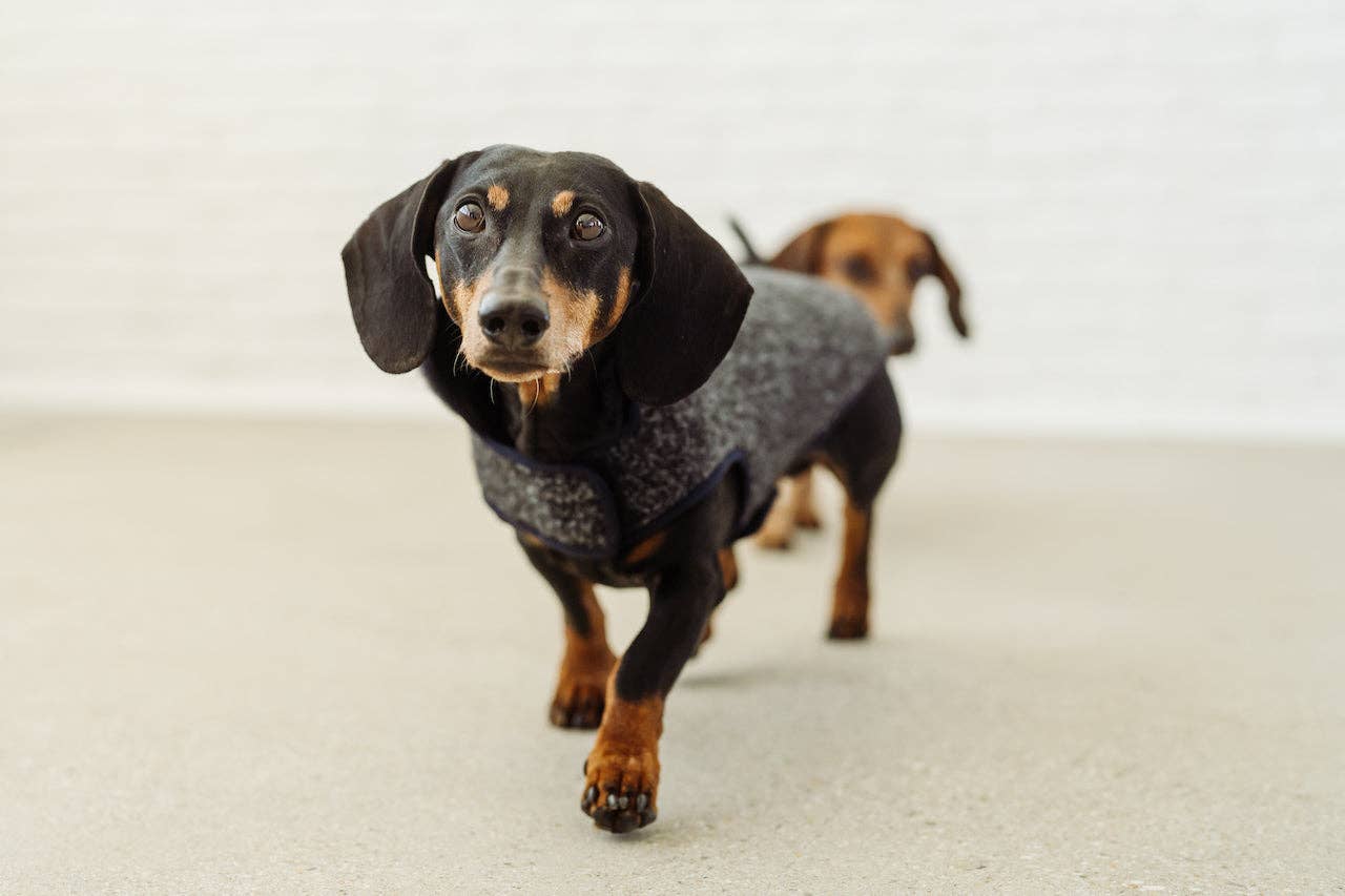 Grey black rim Dachshund coat Pissarro for wholesale on Faire7