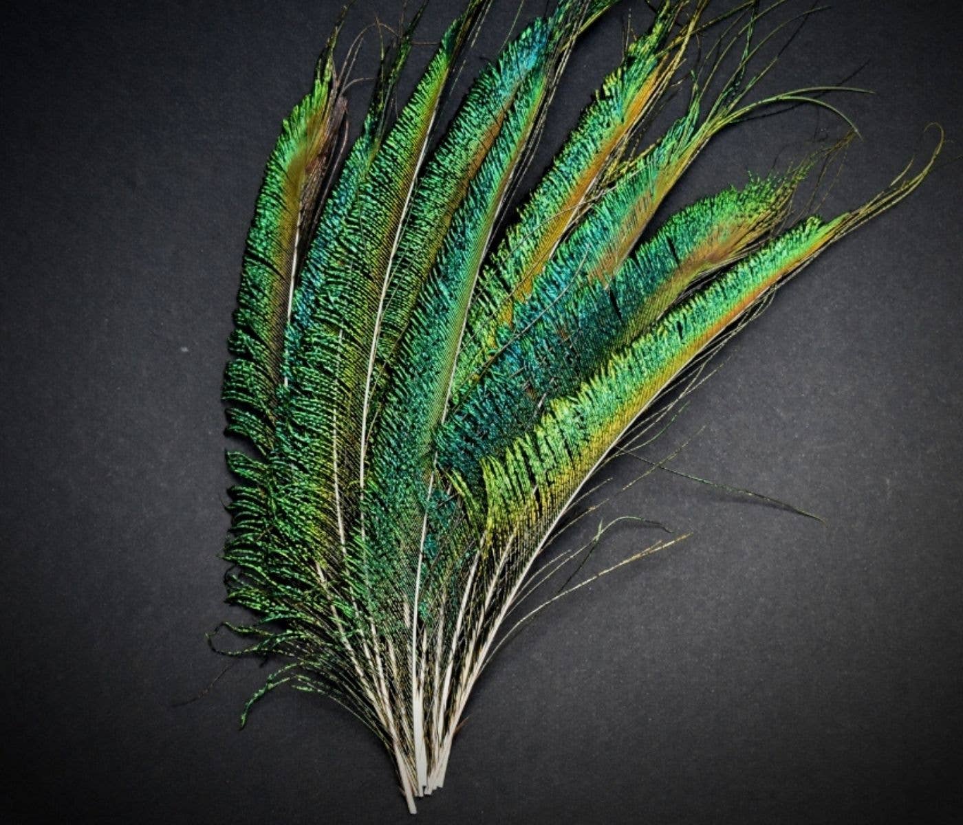 Plumes Naturelles - Wholesale Gedroogde/geperste bloemen - Peacock Feathers zwaard 25 centimeter13