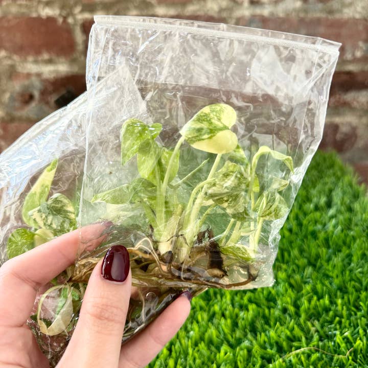 PlantTheStudio - Wholesale Live Plant - Monstera Thai Constellation Tissue Culture 6 Plantlets1