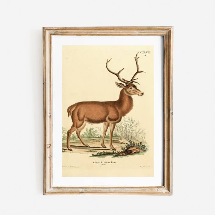 German Deer Antique Art Print for wholesale by Sea to Skye