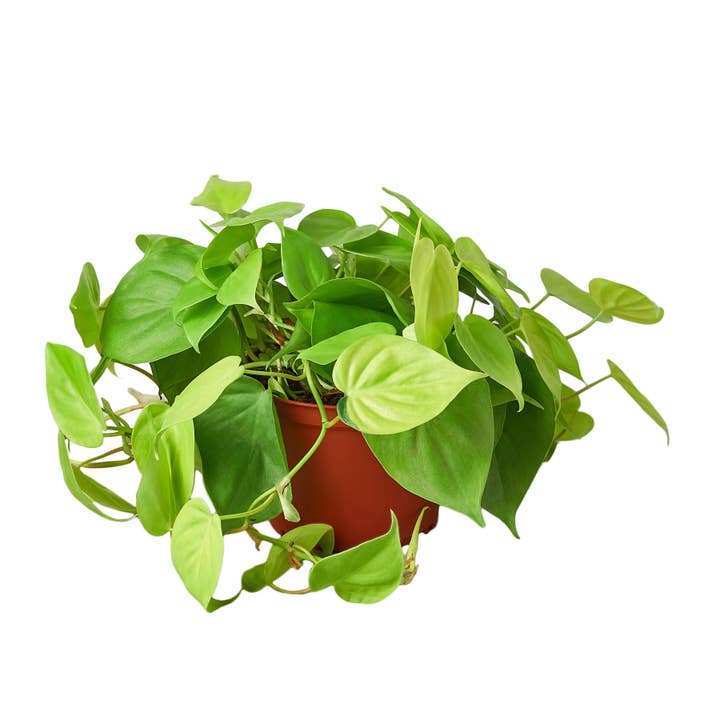PHILODENDRON NEON 6-inch for wholesale by House Plant Wholesale