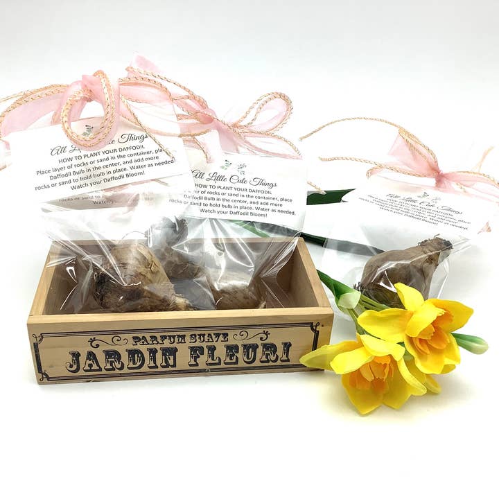 All Little Cute Things - Wholesale Plant Seeds - Dutch Daffodil Bulb for Planting, Tea Garden Party Favors