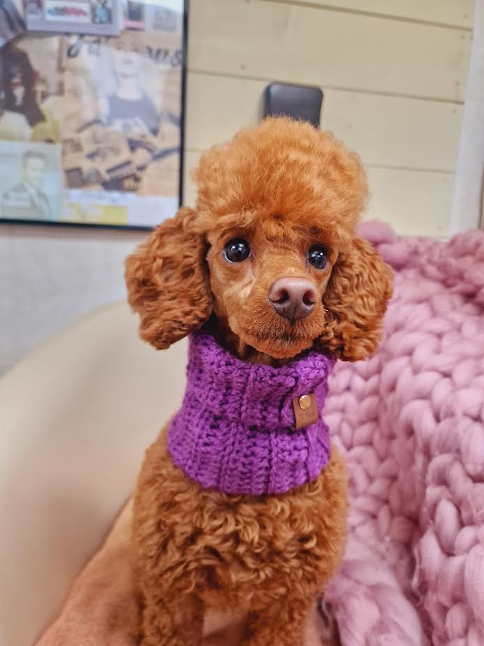 Pet Pooch Boutique - Wholesale Pet snood – Dog - Plum Pudding Roll Top Dog Knitted Snood/Scarf (UK handmade)