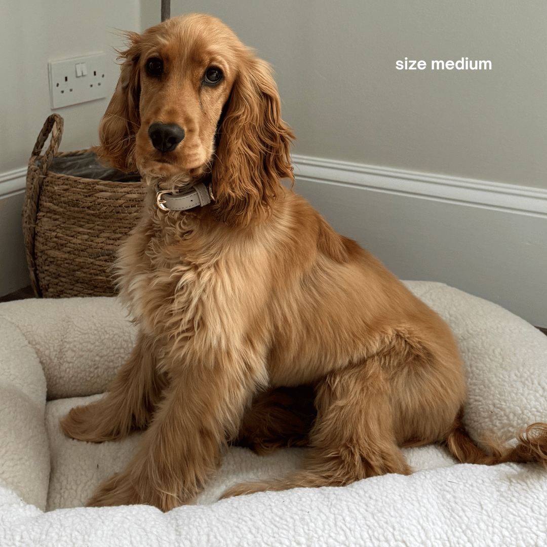 ST ARGO - Wholesale Pet Collar - Dog - COLLAR - Taupe5