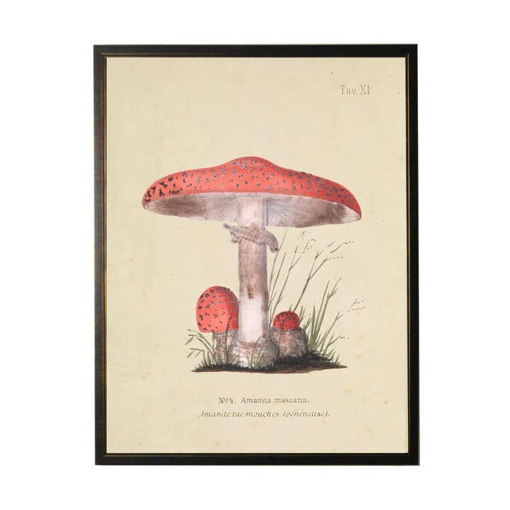 Champignon Studie B for engroshandel hos Antique Curiosities Inc