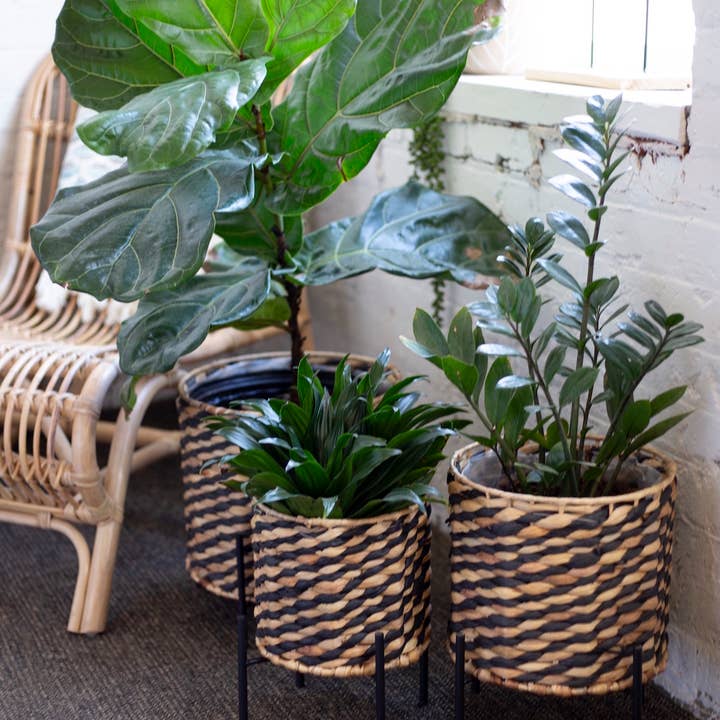 Bacon Basketware - Wholesale Plant Pot - S/3 LINED PLANT BASKETS2