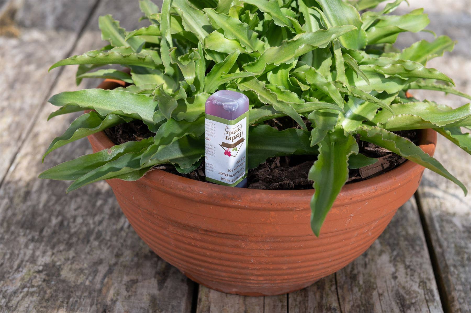 Jardinopia UK – wholesale Bird feeder – Hedgehog Plant Drip Feeder Cover & Feed8