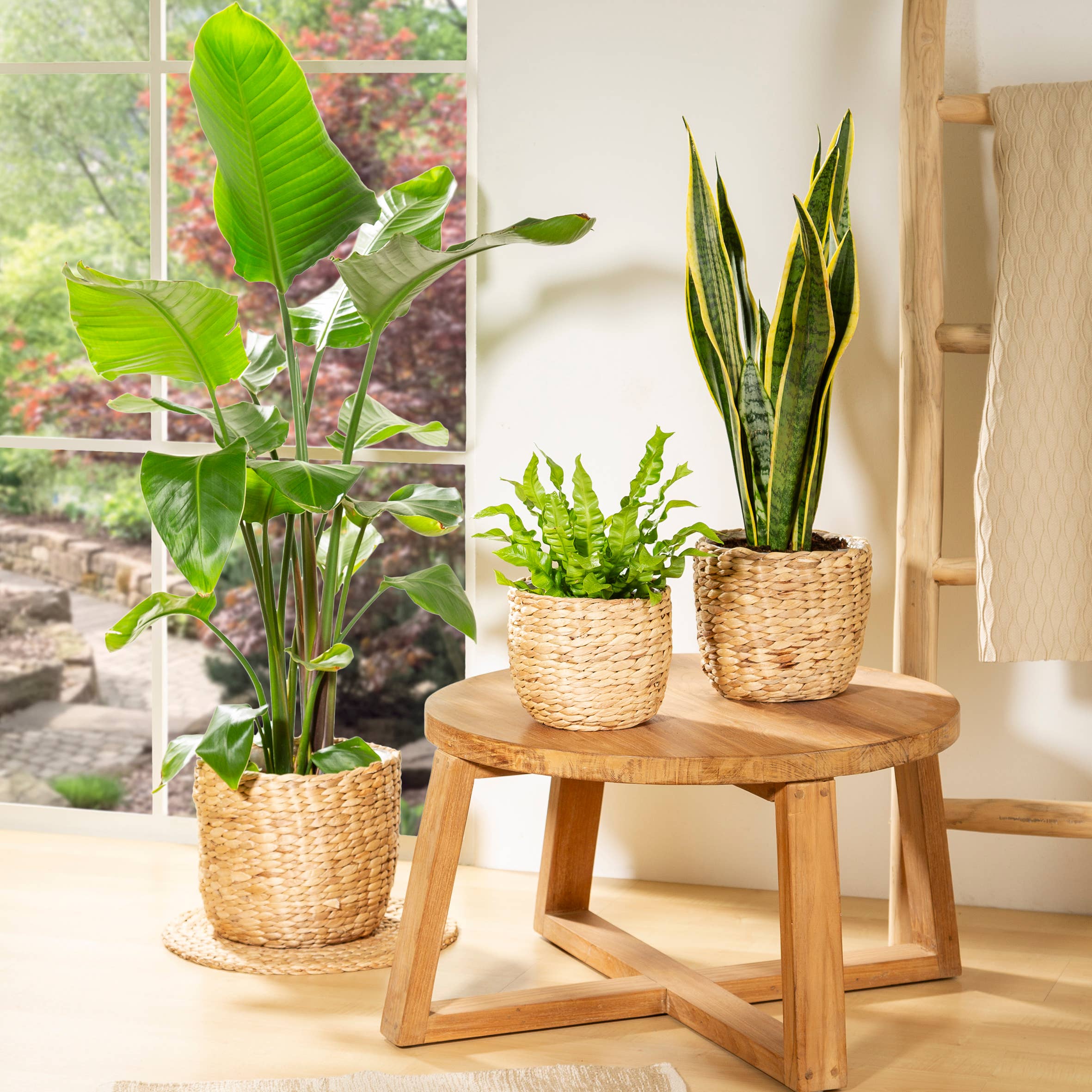 Scheurich – Großhandel Blumentopf – Korbgefäß/Pflanzgefäß 505 Aus Wasserhyazinthe6