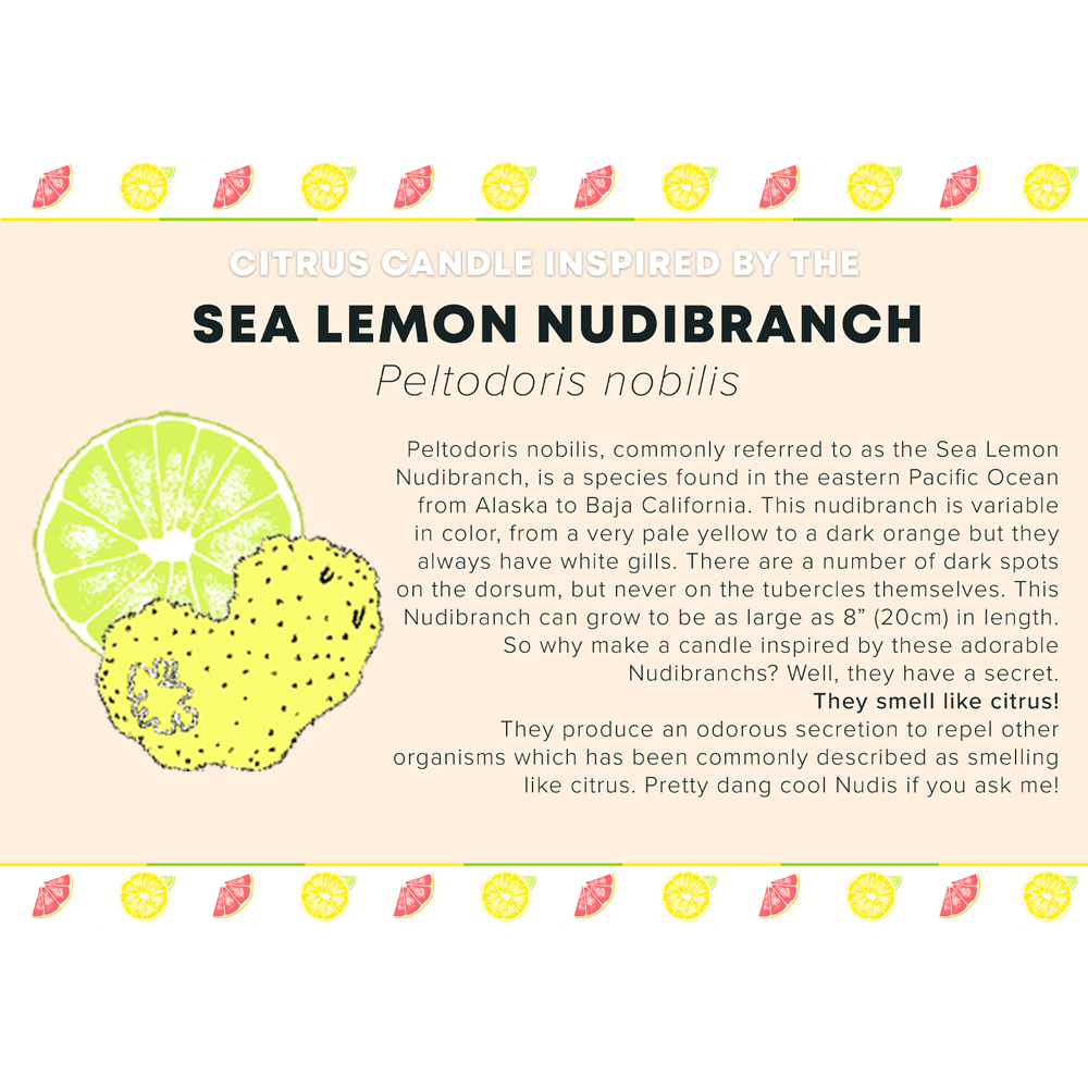 I LOVE NUDIS - Wholesale Jar/Filled Candle - Sea Lemon Nudibranch Candle in Recycled Glass5
