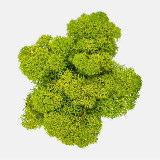 Mossroma - Wholesale Artificial Plant - Stabilized lichen0