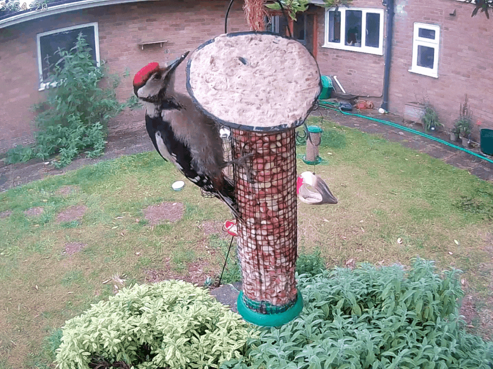 Green Feathers – wholesale Bird feeder – WiFi Bird Feeder HD Camera Pack12