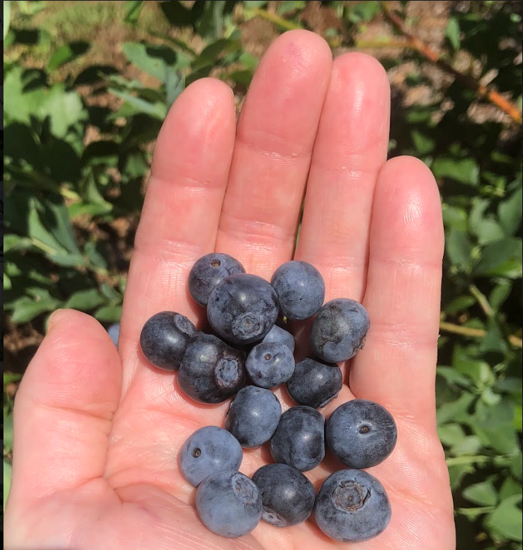 Julia's Southern Foods, LLC – Engroshandel Kagemix – Blåbær skomager Mix4