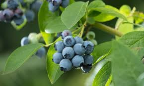 Azienda Agricola Miglioretti - Wholesale Fruit Juice - Organic Blueberry Juice made in Italy ideal for picnics1