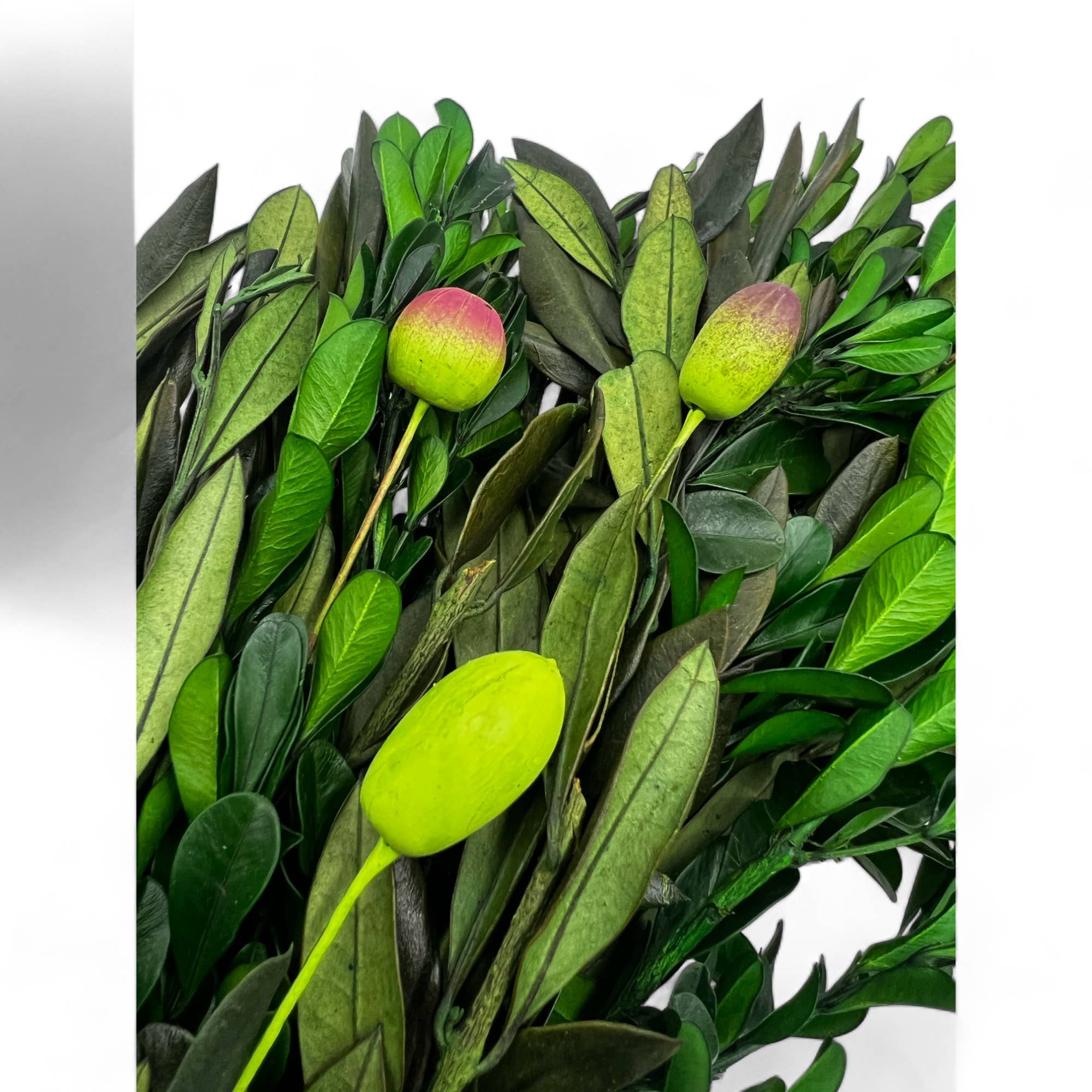 2626 Designs - Wholesale Wreath - Preserved Dried Olive Leaf and Boxwood Wreath 21 Inch1