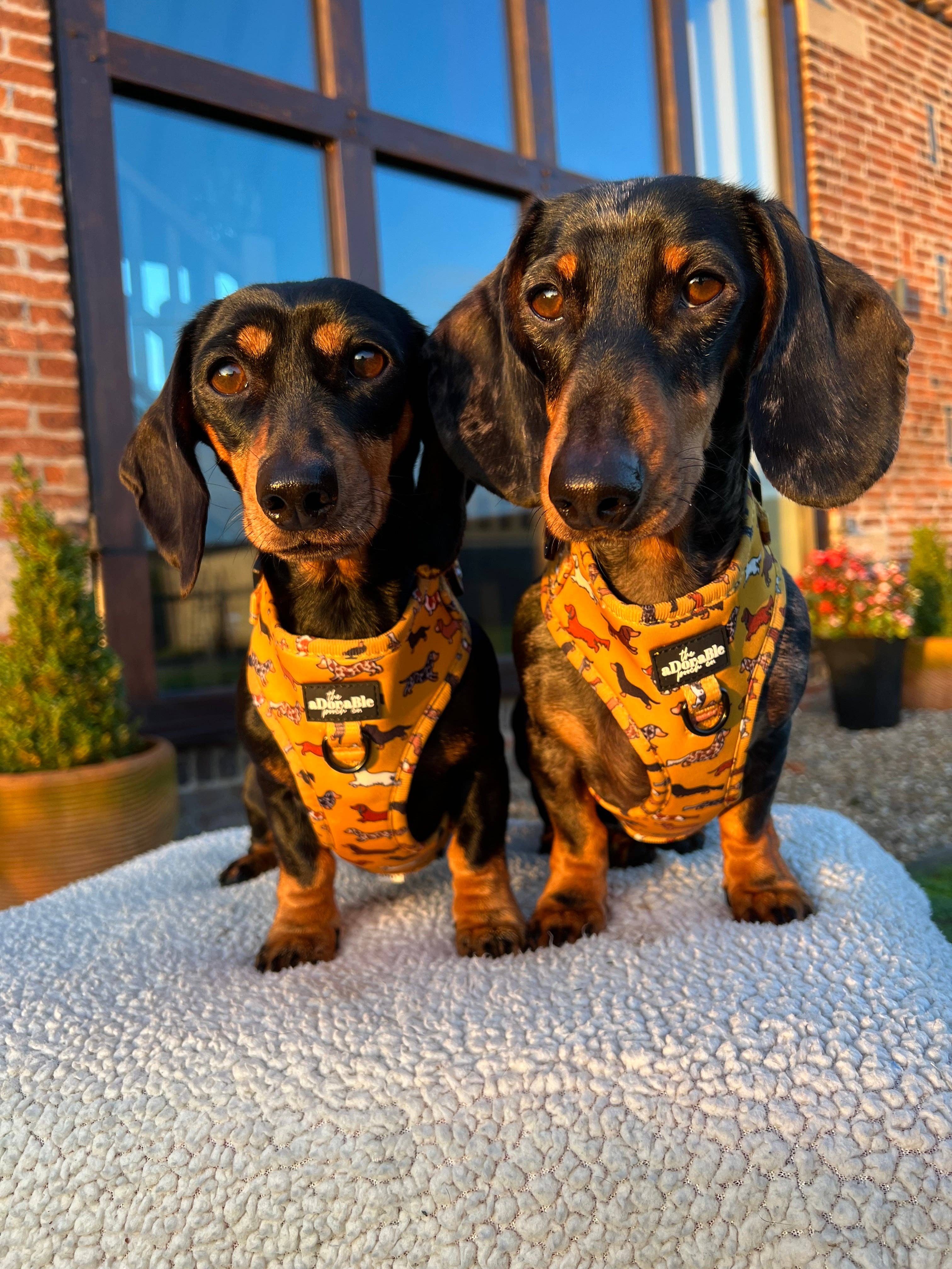 The aDoraBle Pooch Company - Wholesale Pet Harness - Dog - Adjustable Harness - Dashing Dachshunds15