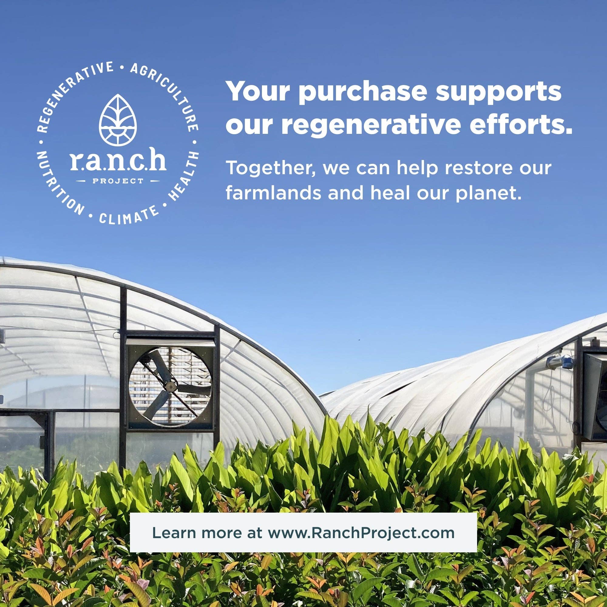 Ancient Nutrition - Wholesale Protein/Superfood Powder - Creatine + Collagen | Powder Unflavored (30 Servings)2