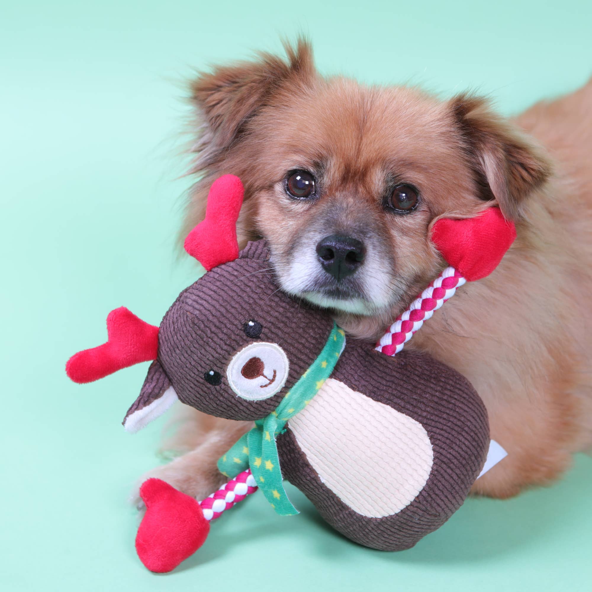 PetLondon - Wholesale Pet Plush Toy - Dog - Tuggy Reindeer Holiday Plush Dog Toy2