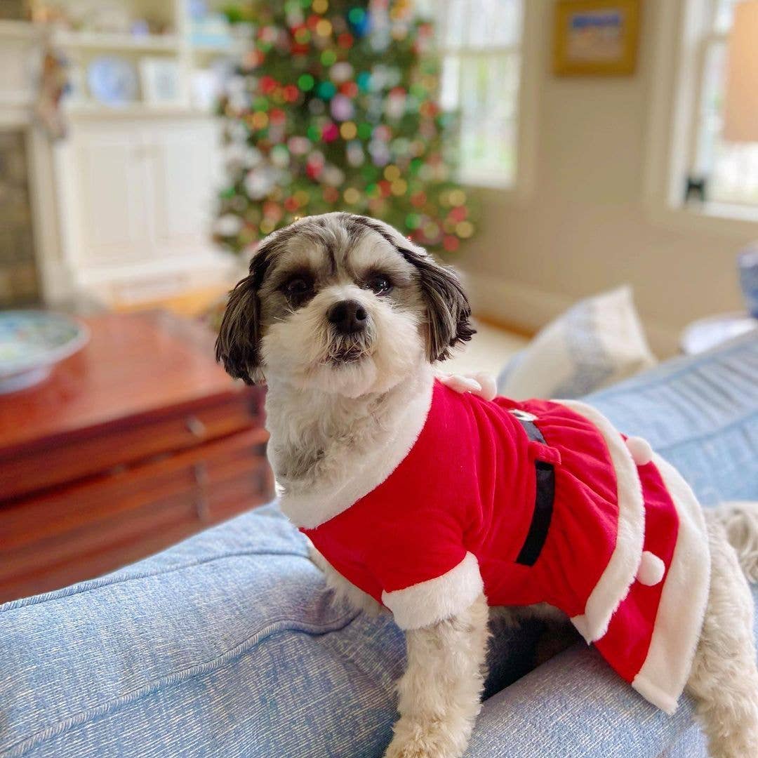 Show & Tail - Vendita all'ingrosso Costume da carnevale - Cani - Abbigliamento per animali - Il Papà Natale9