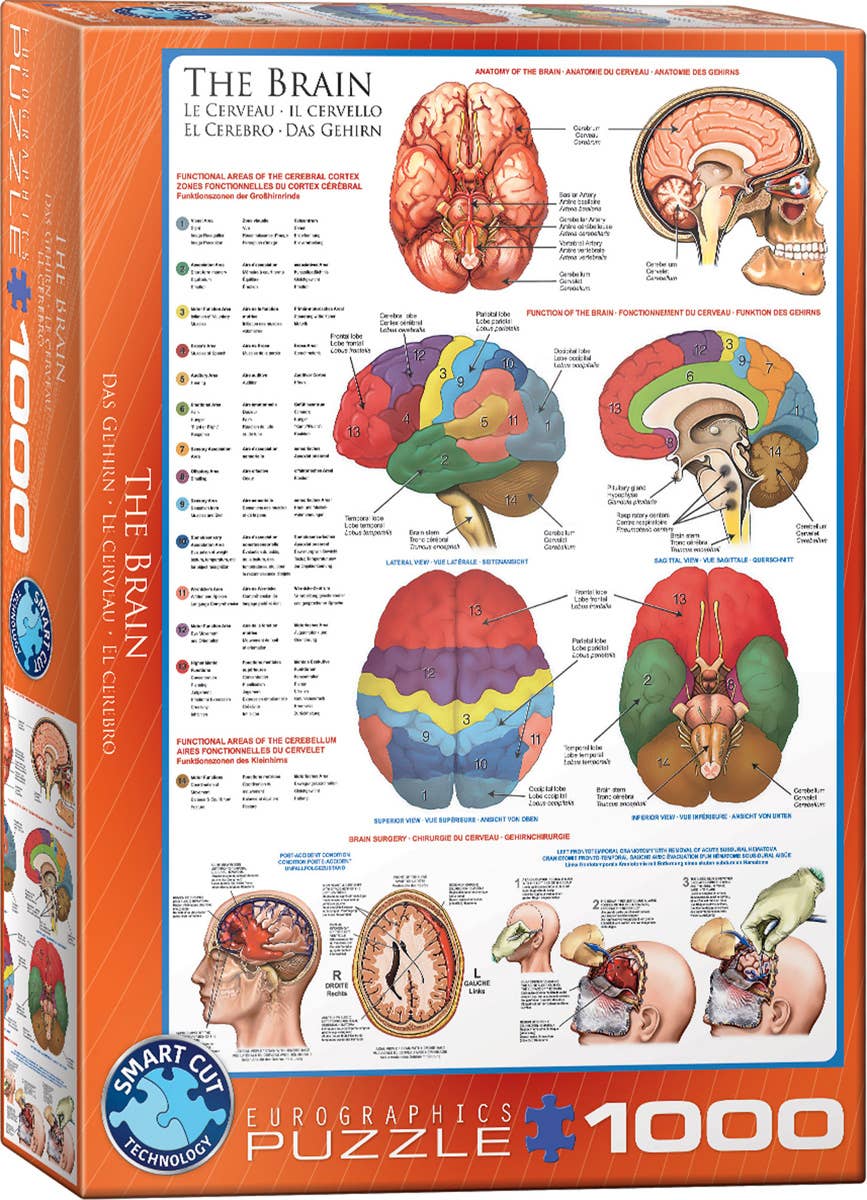 Eurographics Puzzles Europe - Wholesale Puzzle - Adult - The Brain0