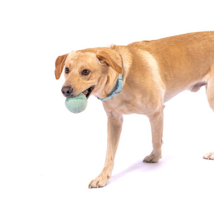 Awoo - Vendita all'ingrosso Palla da riporto - Cani - Trio in feltro Have a Ball