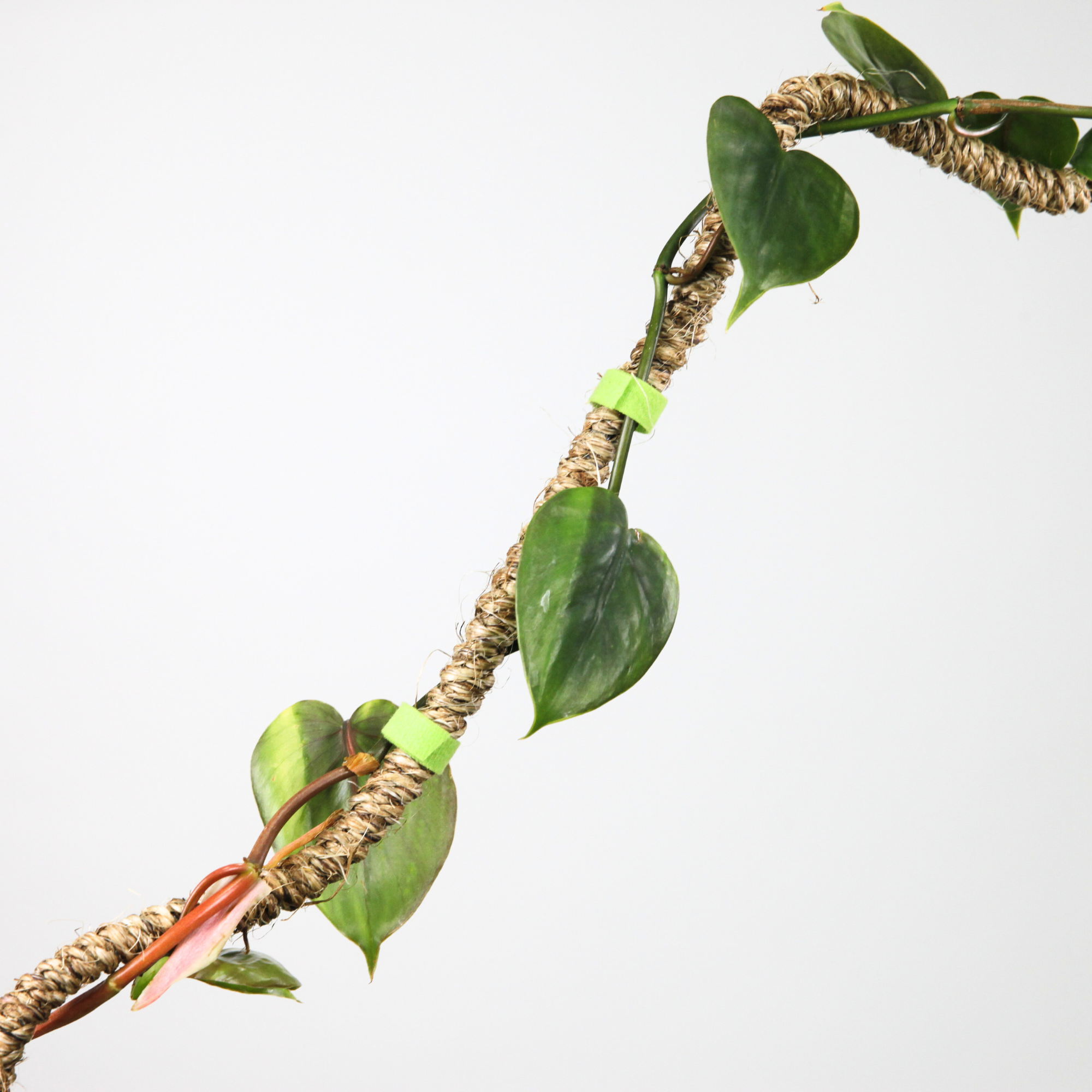 Mossify - Vente Outil de jardinage - Ruban végétal réutilisable pour fixation et soutien des plantes d’intérieur et d’extérieur7