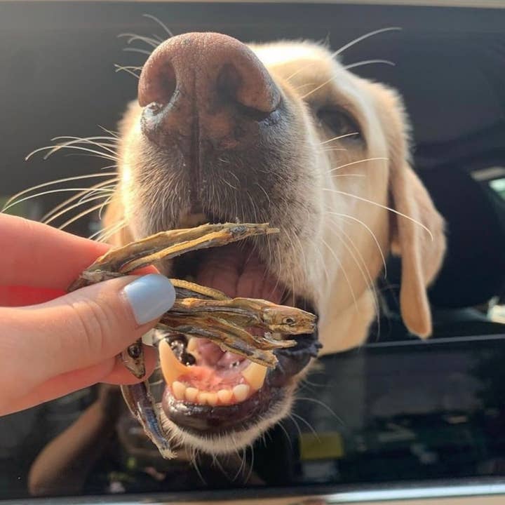 The Granville Island Pet Treatery (USA) - Wholesale Pet Treats - Dog - Sardines Dehydrated Pet Treats: High-Protein & Natural 90g2