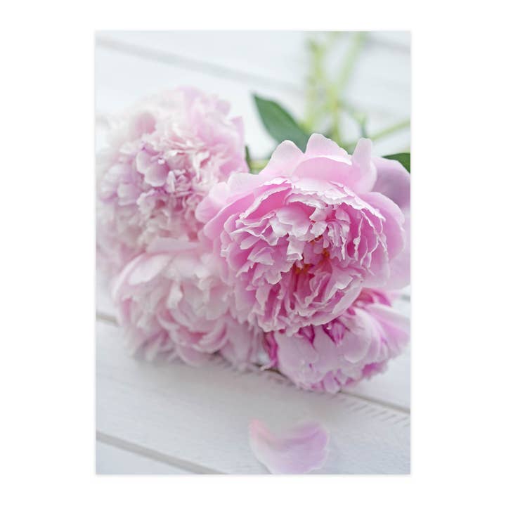 Tarjeta postal "Peonías I" para venta al por mayor de paruspaper. nutzfeine papeterie