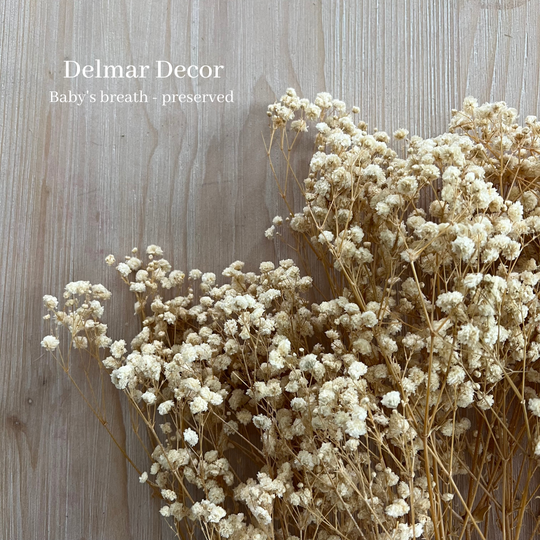 Delmar Decor - Wholesale Dried/Pressed Flowers - Preserved baby’s breath - natural1