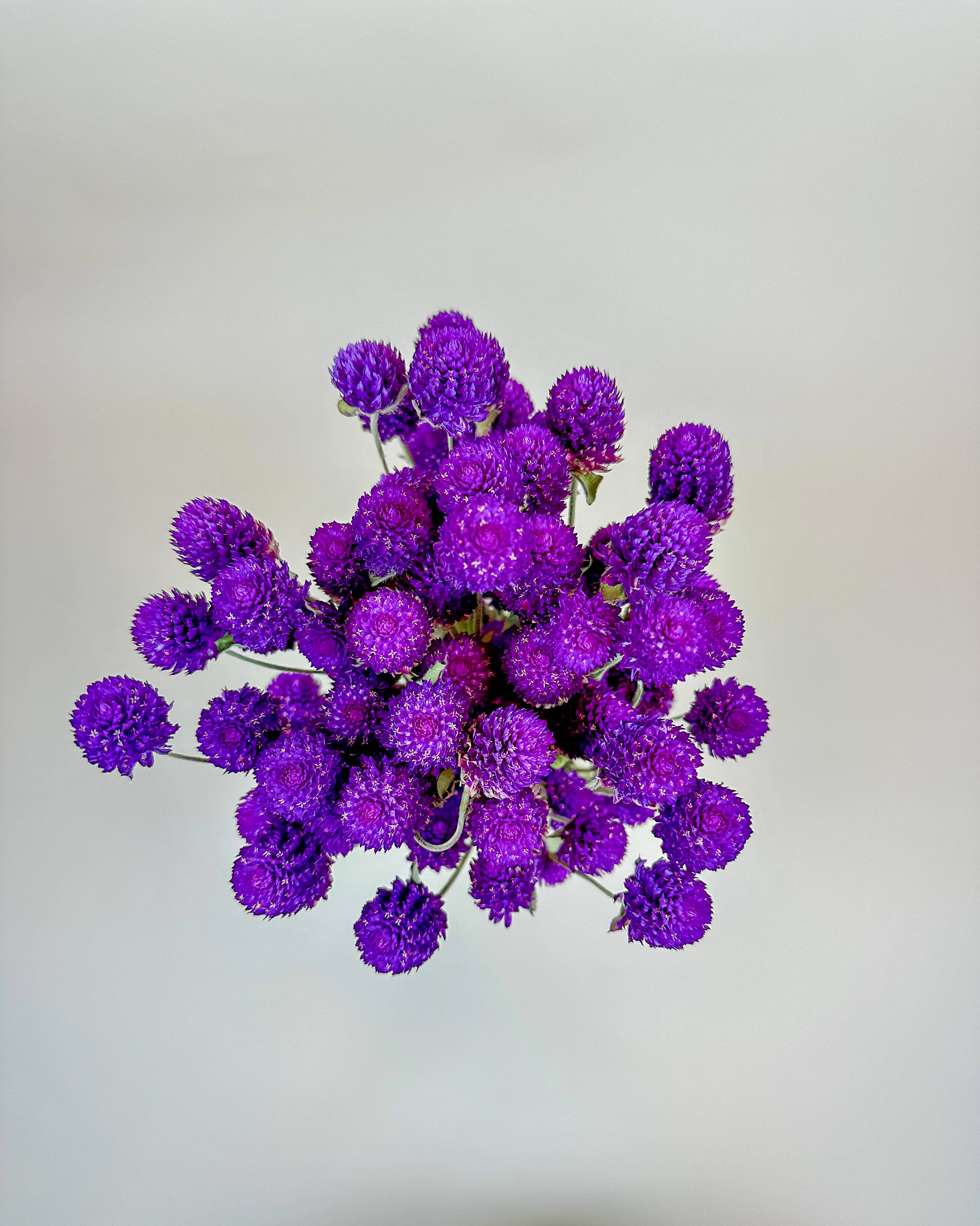 Lovejoy Farms Premium Dried Flowers - Wholesale Dried/Pressed Flowers - Purple Globe Amaranth – Naturally Dried Flowers1
